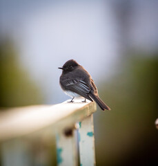 A Black Phoebe in the setting sun