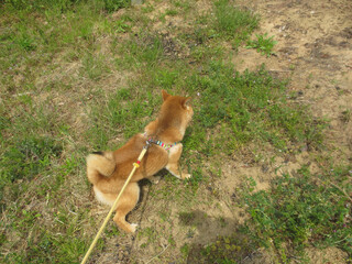 散歩中の柴犬