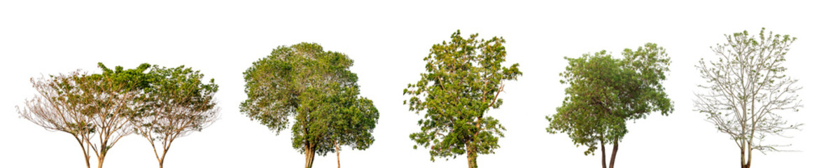 Obraz premium Collection of Isolated Trees on white background