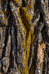 Old dry trunk of an ancient oak.