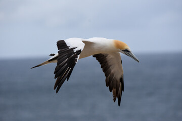 Shot of  beautiful flying northern gannet bird - Powered by Adobe