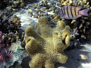Underwater panorama in a coral reef with colorful tropical fish and marine life