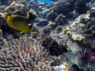 Naklejka na ściany i meble Underwater panorama in a coral reef with colorful tropical fish and marine life
