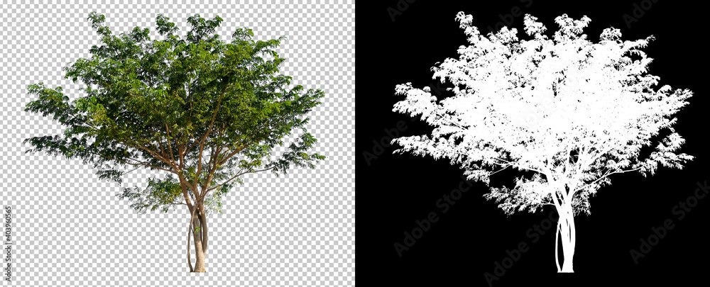 Poster tree on transparent background