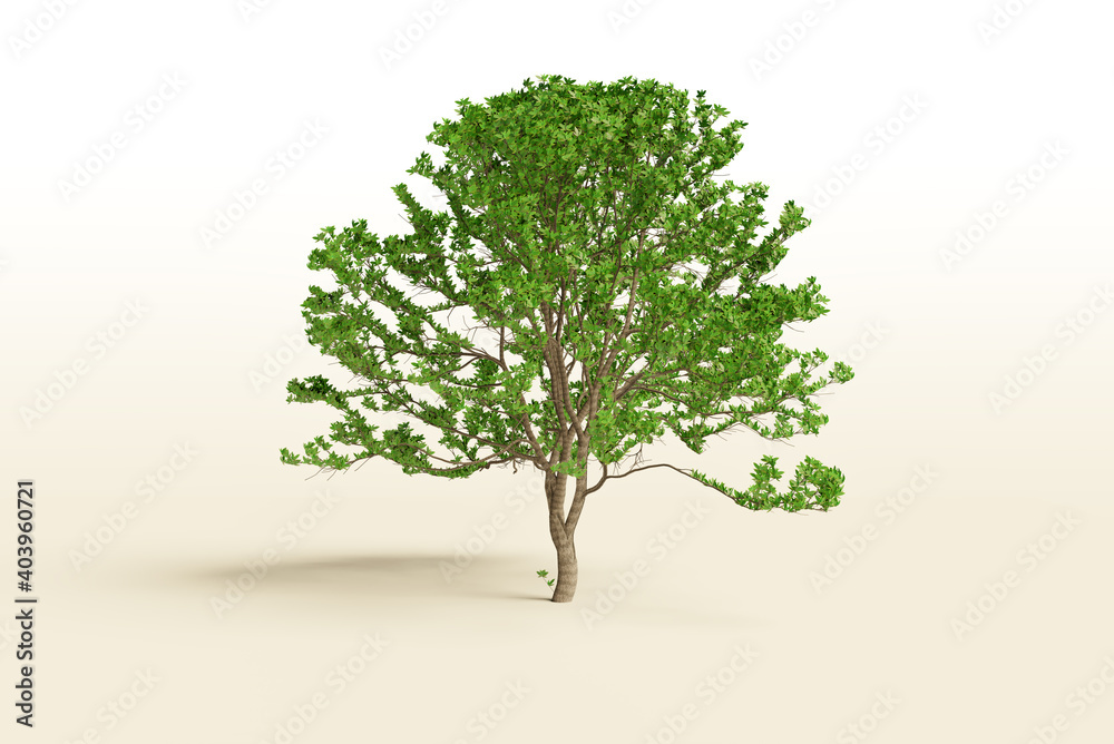 Poster single tree on white background