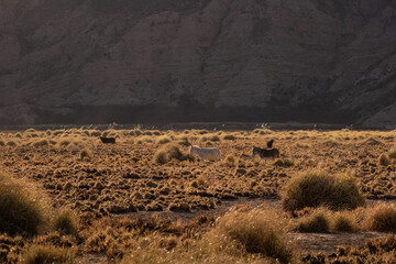 Pradera con atardecer y animales