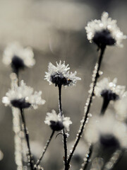 Frozen flowers of ice crystals