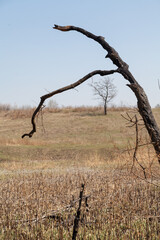 Burnt tree against blue sky