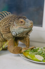 closeup view of the green iguana