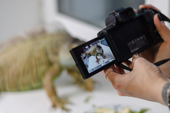 closeup view of female hands making a photo of the green iguana at camera
