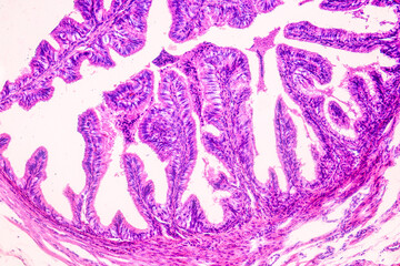 Education anatomy and Histological sample of Human under the microscope.
