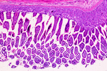 Education anatomy and Histological sample of Human under the microscope.
