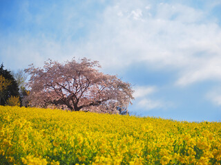 一本桜と菜の花畑