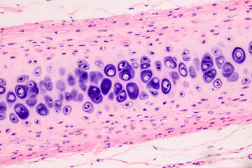 Education anatomy and Histological sample of Human under the microscope.
