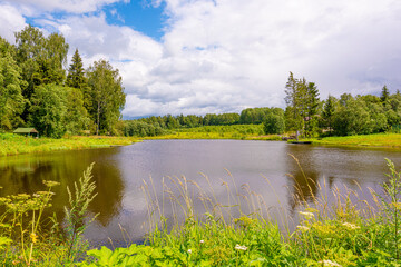 The shore of a pond in a Russian village with birches on a clear summer day
