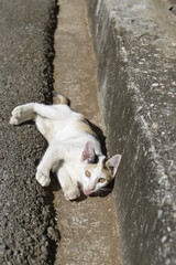 Cute Calico laying on a suburban road.