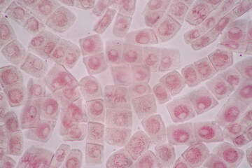 Cell Division and Cell Cycle under the microscope.
