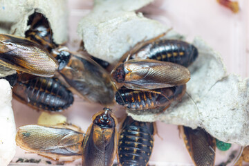 Study of the structure of Blaptica dubia, Dubia roach, also known as the orange-spotted roach in the laboratory.
