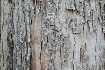 Old wood tree texture background pattern, Wooden texture close up photo