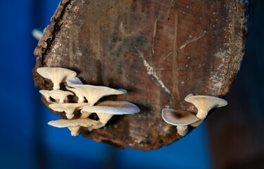 Super Foods Mushrooms that grow on a tree trunk