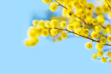 Mimosa on a blue background close-up. Spring background.