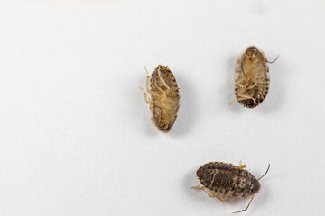 Study of the structure of Blaptica dubia, Dubia roach, also known as the orange-spotted roach in the laboratory.
