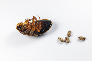 Study of the structure of Blaptica dubia, Dubia roach, also known as the orange-spotted roach in the laboratory.
