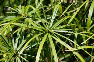 Umbrella plant (Cyperus alternifolius). Called Umbrella palm, Umbrella papyrus and Umbrella sedge