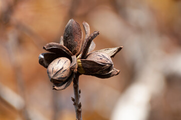 Pecans on a tree in a pecan orchard