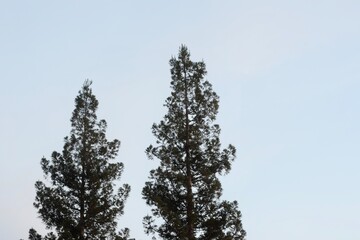 Pine Tree Background