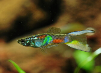 Guppy