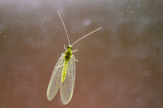 Closeup translucent green bug on window