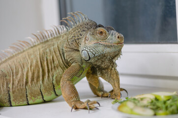 closeup view of the green iguana