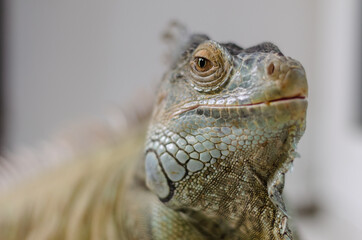 closeup view of the green iguana