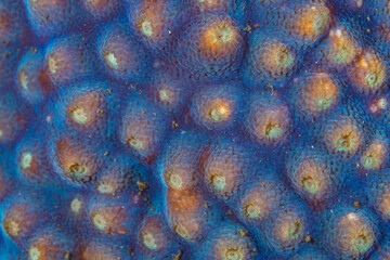  Close up colorful detail of coral polyps