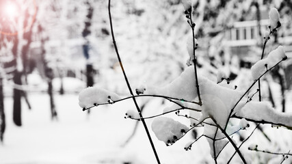 fresh snow on thin bush branches, winter morning after snowfall, shallow depth of field