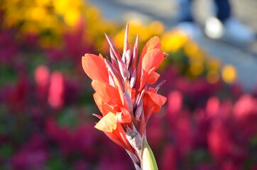 Stunning gladiolus in the city park