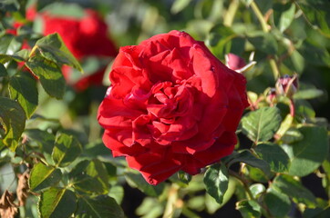 Red rose in garden close-up