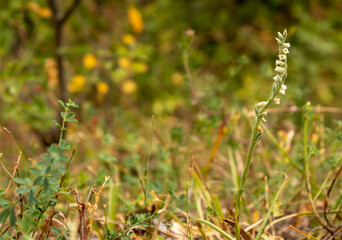 Orchid of Autumn Lady's-tresses macro photography