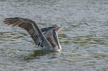 Brown Pelicans (Pelecanus occidentalis) in Malibu Lagoon, California, USA