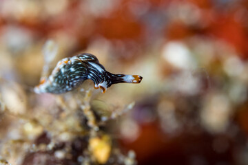 Colorful nudibranch sea slug on coral reef