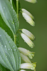 Delicate white flowers hang from a Solomon's seal or white spice (Polygonatum officinale Moench) and are covered with water droplets, in portrait format