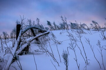 Tranquil morning winter landscape with an old wooden hedge on a hillside against a cloudy sky backlit by the rising sun. Rural scene