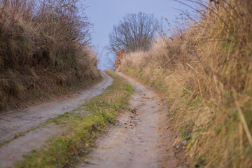 Dirt road through an autumn landscape with fields, Muddy road through green fields, last snow, horizon