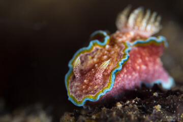 Colorful nudibranch seaslug on coral reef