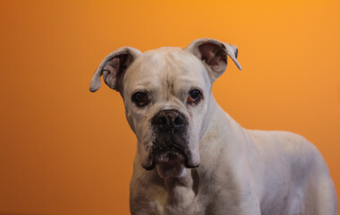 Portrait of a White Boxer Dog on an orange background