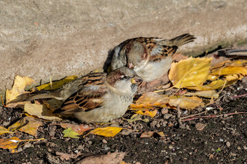 Male House Sparrow (Passer domesticus) in park, Central Russia