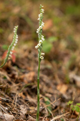 Orchid of Autumn Lady's-tresses macro photography