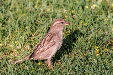Female House Sparrow (Passer domesticus) in park, Central Russia