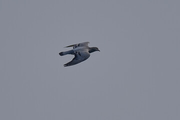 Rock Pigeon isolated on sky
